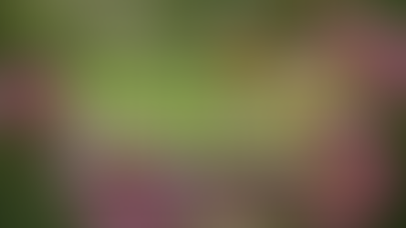 Damask Rose Hydrosol: Quality Parameters, Production Factors, and End-Use Applications