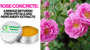 Rose concrete with fresh rose petals — waxy semi-solid solvent extract used to produce rose absolute