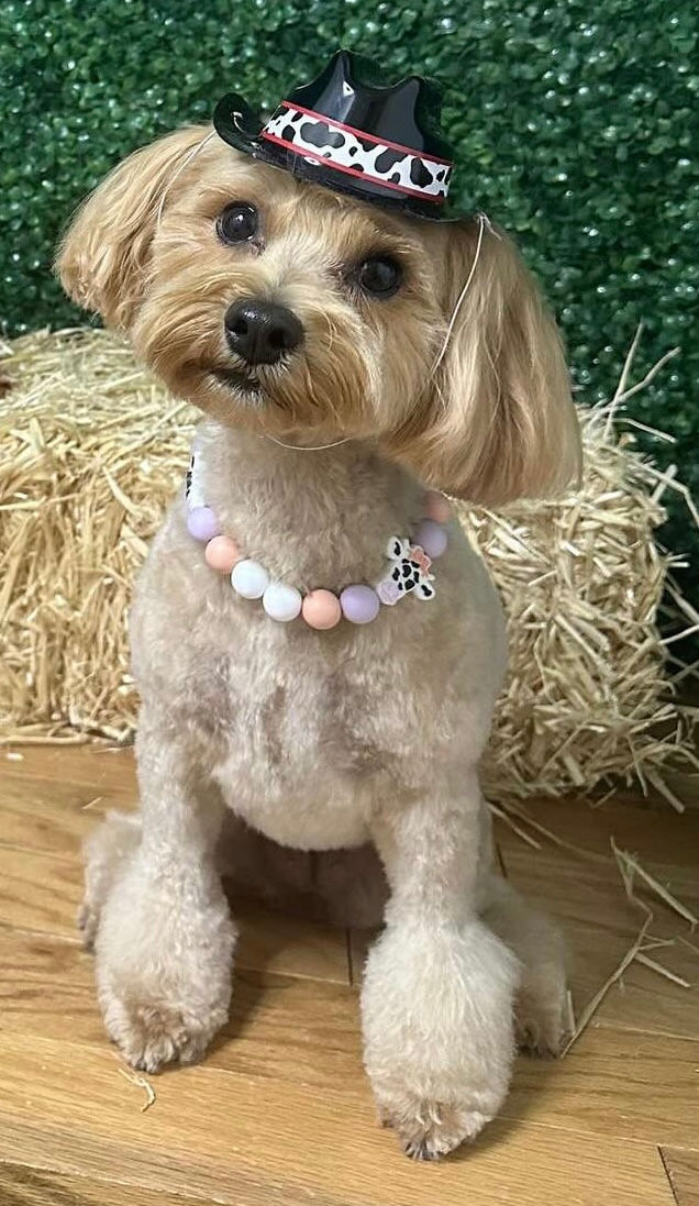 Thumbnail: Small Dog modeling Miss Betsy