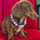 Thumbnail: Purple Bear beaded dog collar on a cute puppy