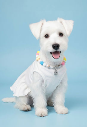 Custom Beaded Dog Collars: A Complete Guide to Custom Dog Collars