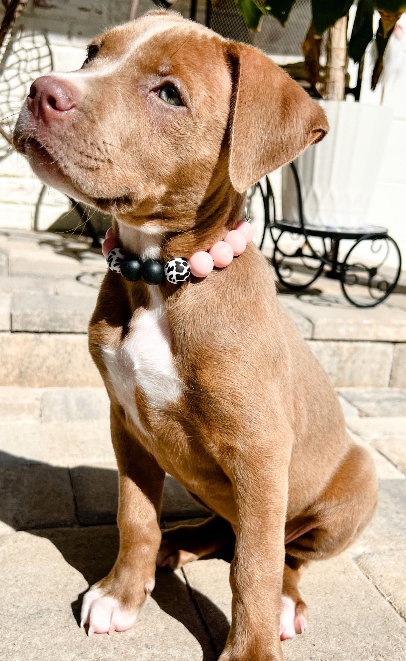 Sassy Beaded Dog Collar