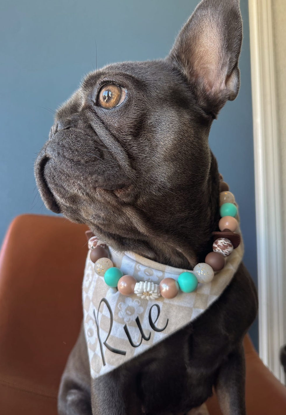 Thumbnail: side view of honky-tonk on a frenchie pup