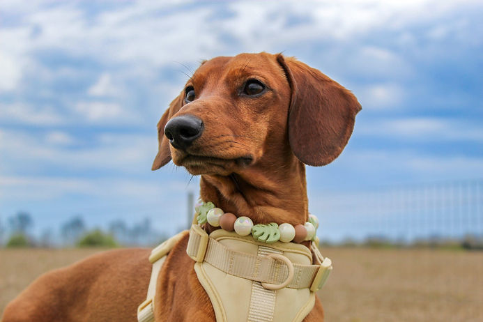 opie modeling aloha.jpg