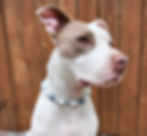 Finn modeling serenity beaded dog collar