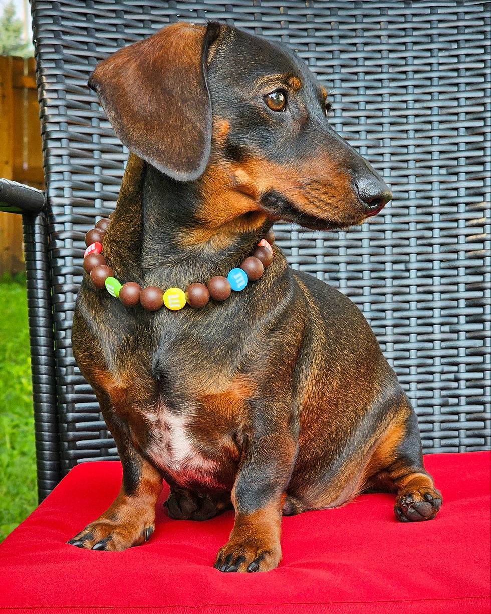 Louis modeling Melts in Style Collar