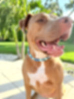 Spin & Shine Beaded dog collar on maple