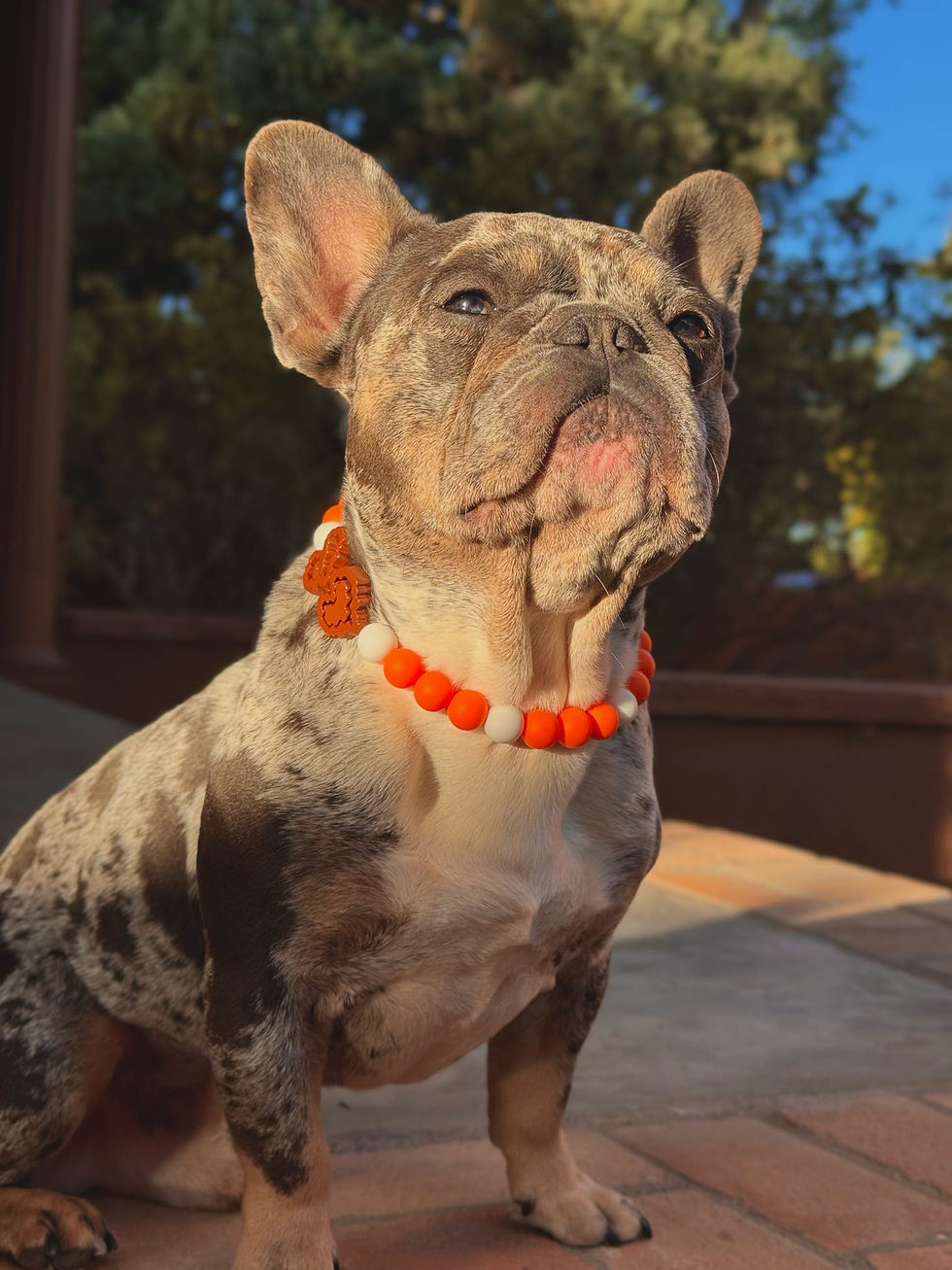 Thumbnail: Louis modeling Roos Courage Collar