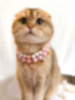 Sakura modeling Sakura Collar