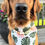 Thumbnail: Aloha | Beaded Dog Collar