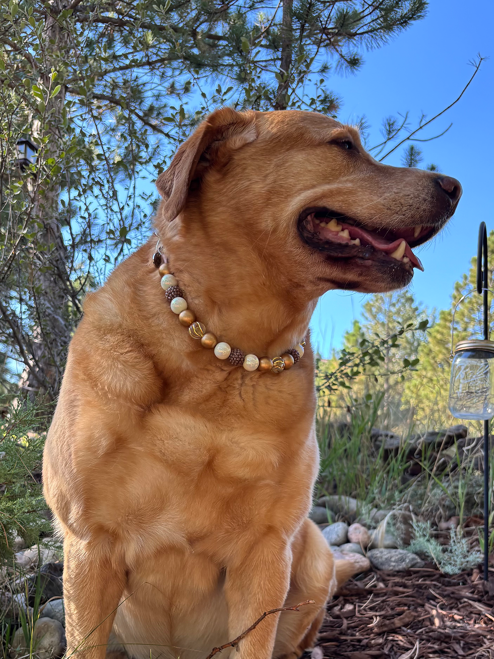 Maple glow on dog side view