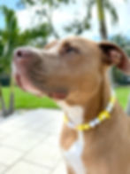 Yellow Bear Beaded Dog Collar on a pitbull