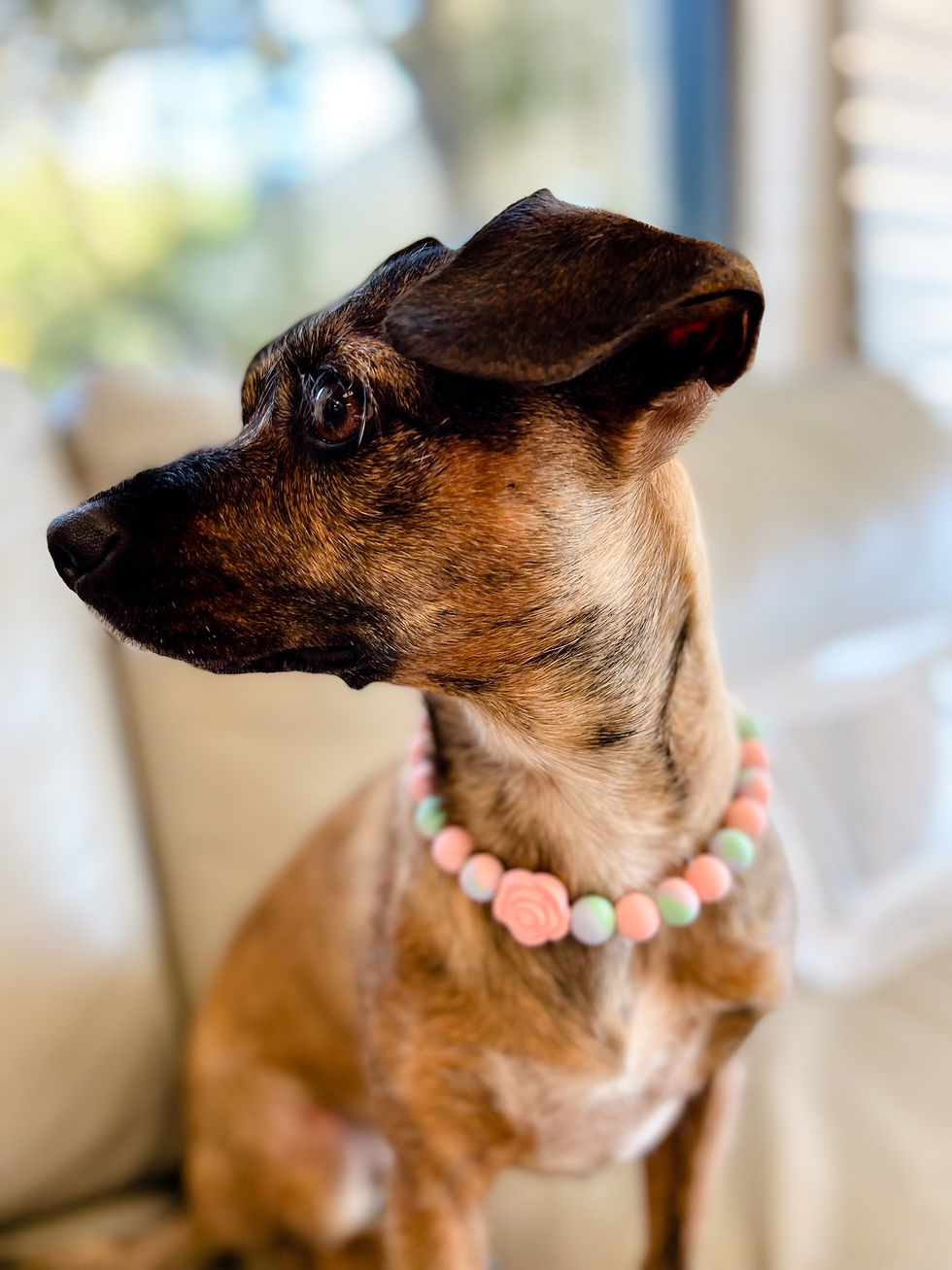 Dog wearing Dainty Rose Beaded Dog Collar