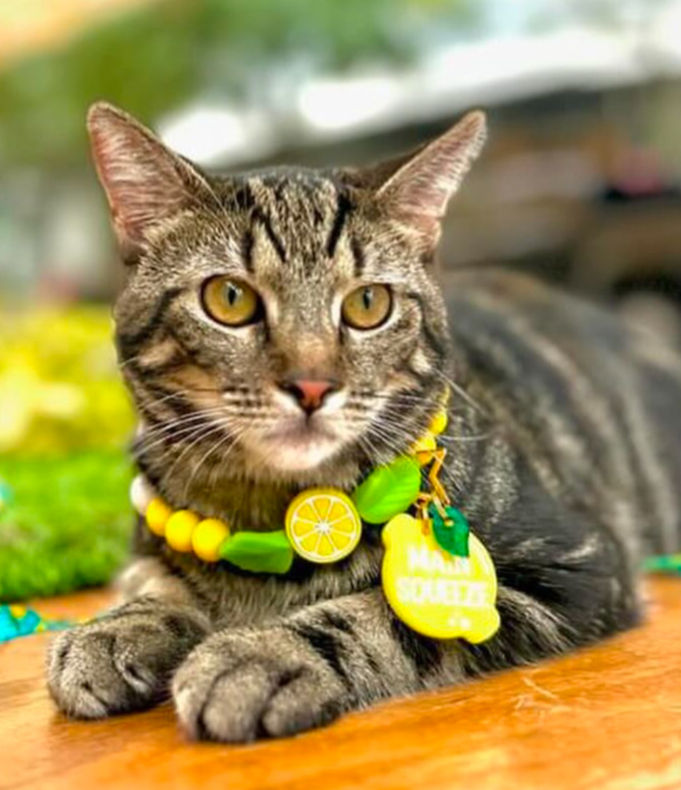 Close-up view of a colorful custom dog necklace on a wooden table