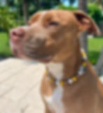 Maple wearing Hayride Beaded Necklace