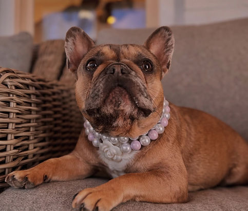 Maple modeling a beaded dog collars.jpg