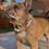 Thumbnail: Piggy Chic beaded dog collar on maple