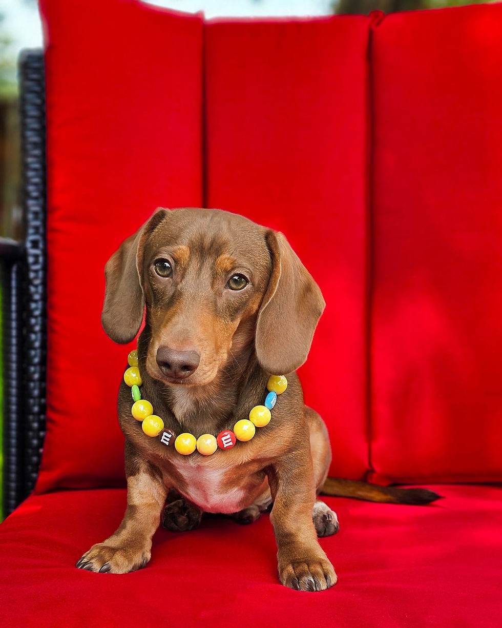 Jackson modeling sweet mix-up collar