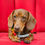 Thumbnail: pride beaded dog collar on a cute dog