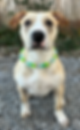 Rollo modeling his beaded dog collar