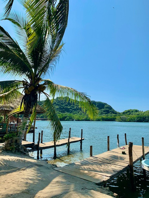 Palm tree and river mainland mexico surf trip