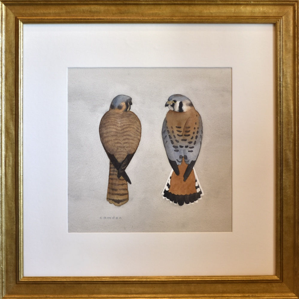 Bauhaus American Kestrels