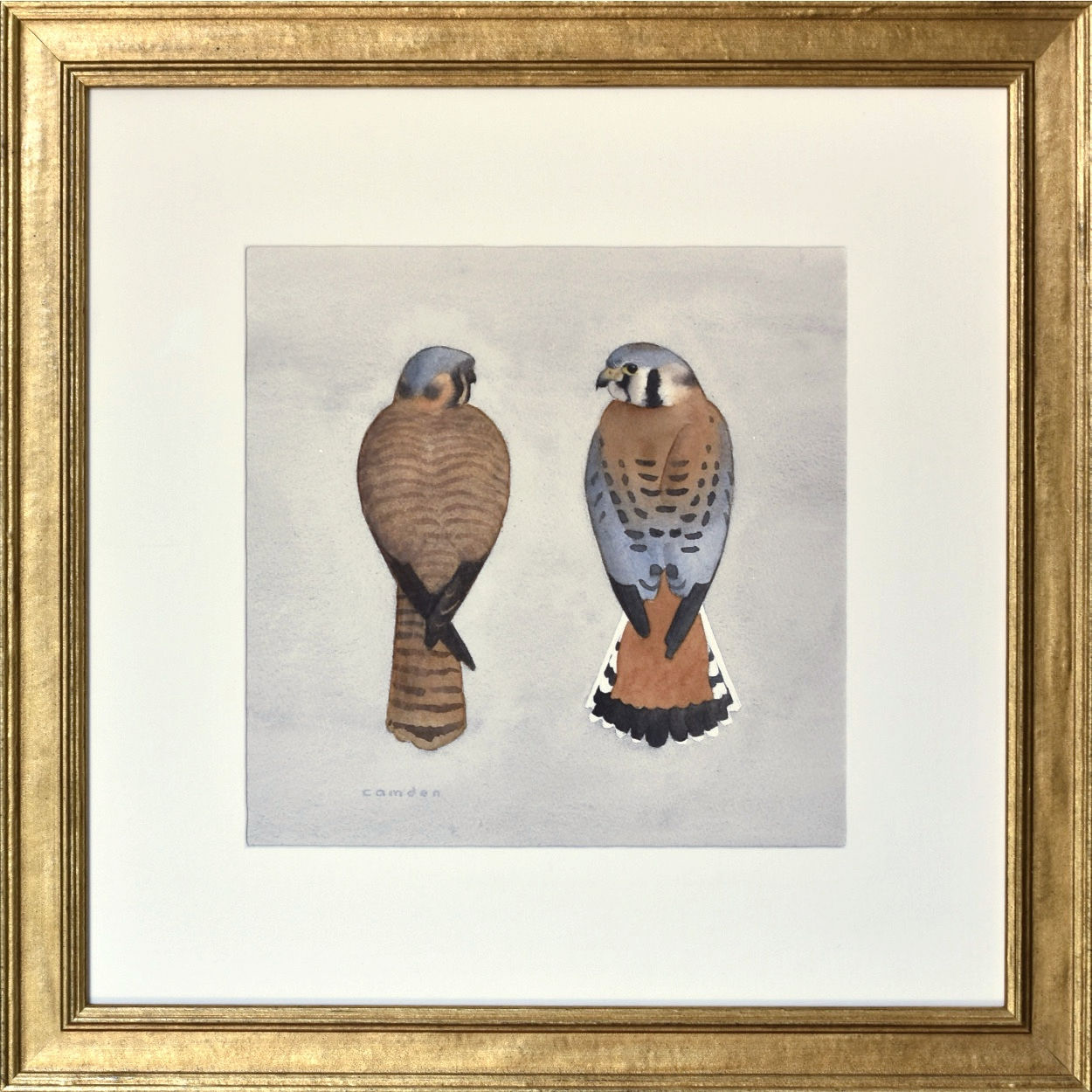 Bauhaus American Kestrels