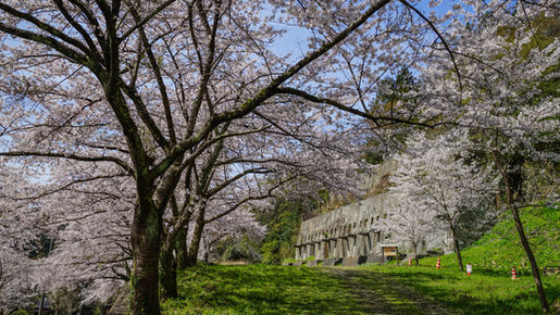 佐渡金山の桜