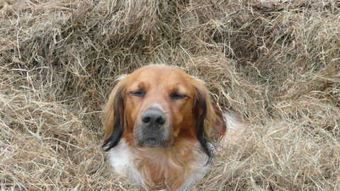 Bertie relaxing in his nest