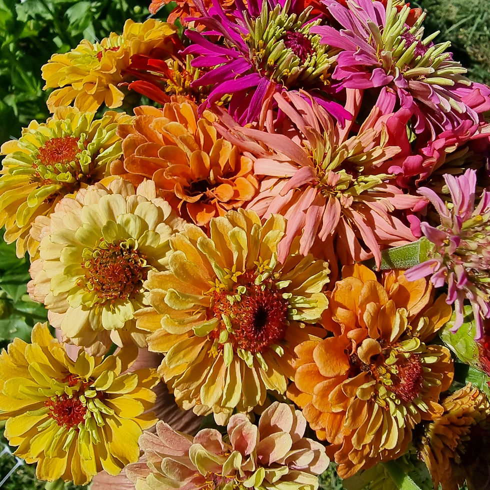 Thumbnail: Pick Your Own – Jar ($65)