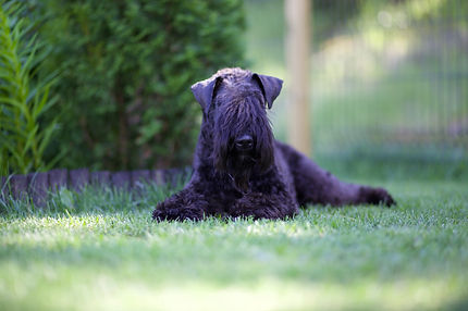kerrynterrieri kerry blue terrier