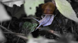 Weinbergschnecke