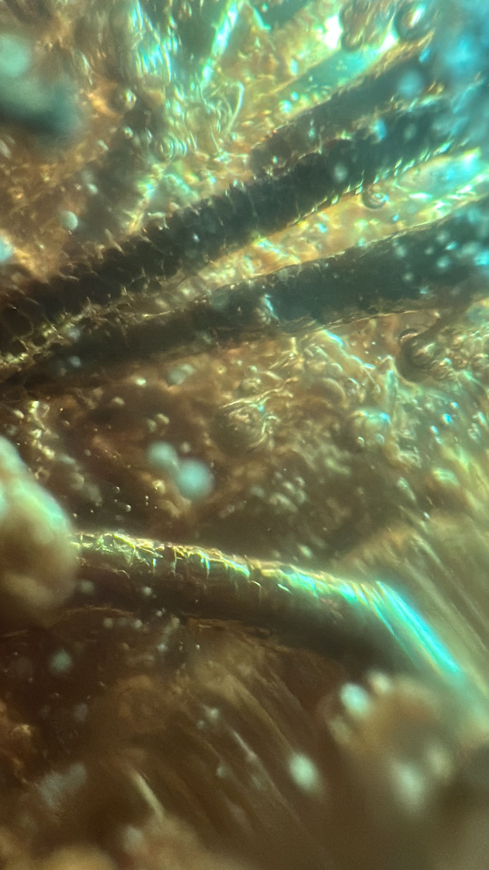 Thumbnail: Colombian Amber with Fossilized Roots and Insects