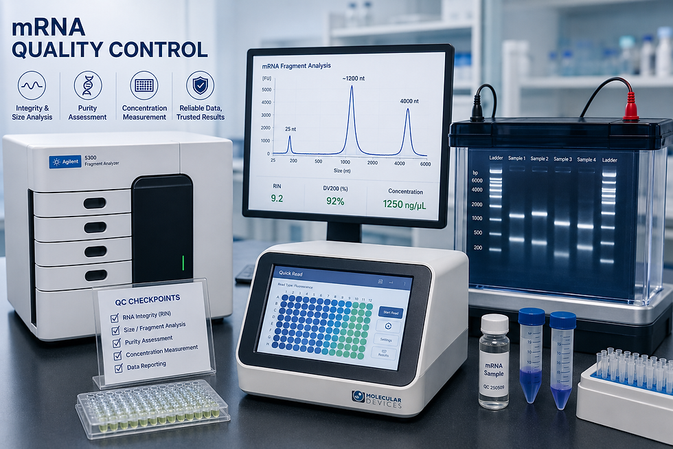 mRNA Quality Control