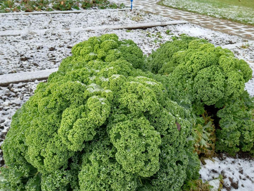 Wintergemüse Grünkohl
