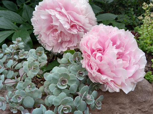 Blumen-Impressionen im Juni-Garten
