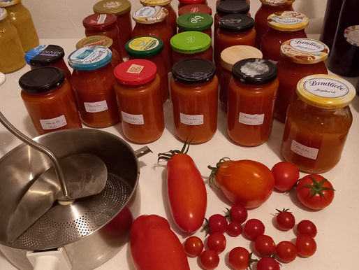 Sonnengereifte Tomaten bringen Arbeit für die Küche