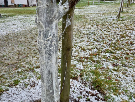 Baumstämme weiß streichen - Frostrisse verhindern