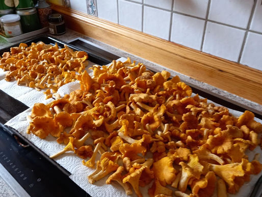 Pilzglück im Spätsommer