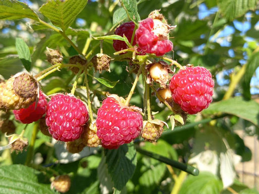 Aromatische Herbsthimbeeren verlängern die Saison