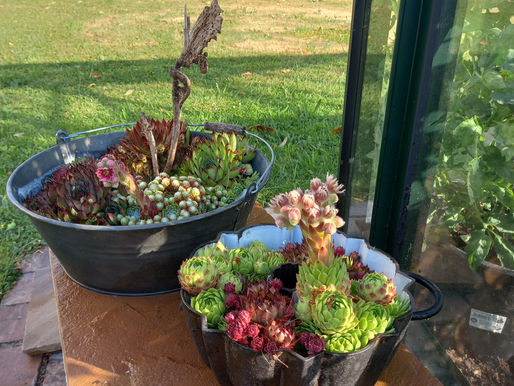 Hübscher Hingucker - Sempervivum