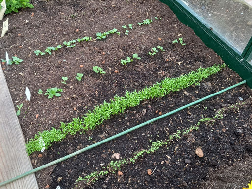 Gelungener Start in die Salatsaison