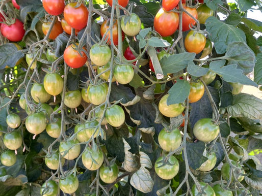 Tomatenernte hat begonnen