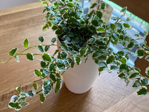 新入りの観葉植物達たち。