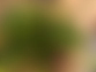 生き物を育てることの大切さを当アトリエでは重要に考えております。観葉植物だけでもなかなか難しい。。。でももっともっと増やすぞ！！