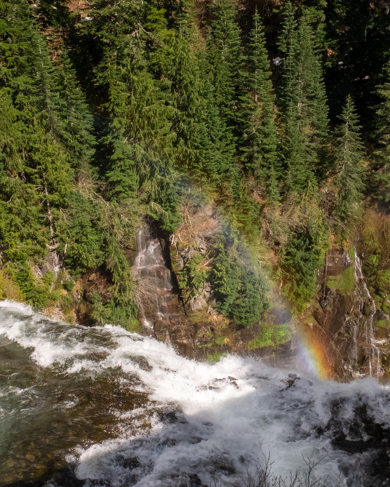 PNW22 Forest 11.jpg