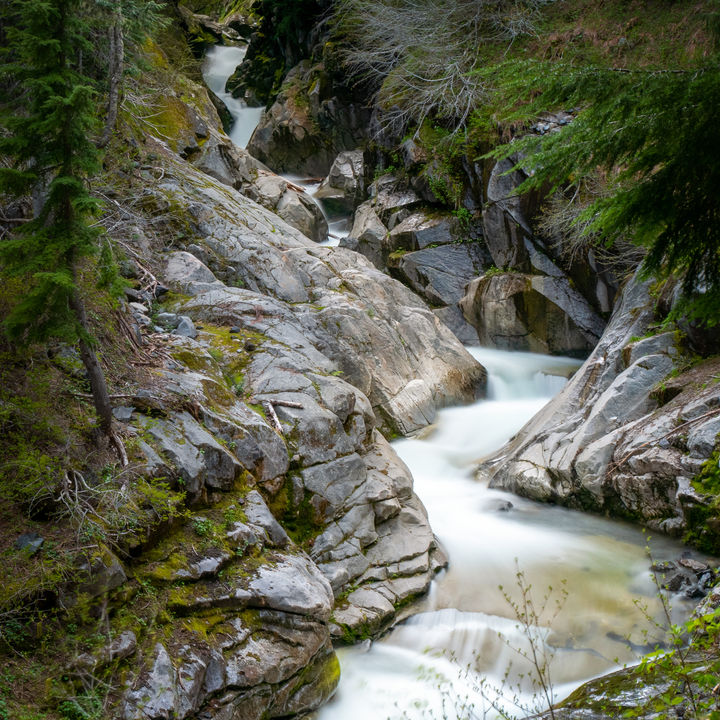 PNW22 Forest 16.1.jpg