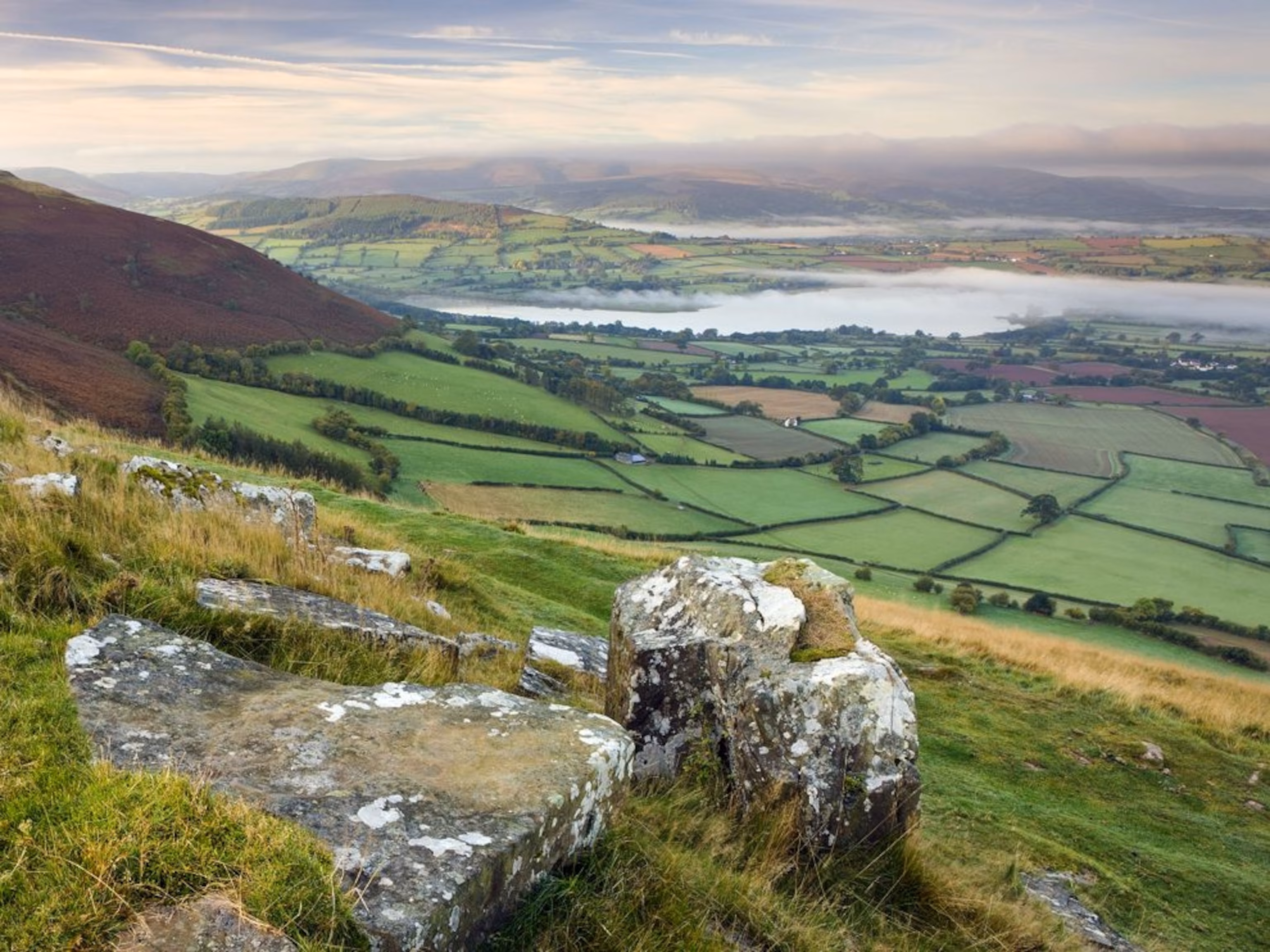 Animal Health Certificate service in Central Wales