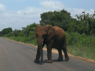 Kruger et Marloth Park