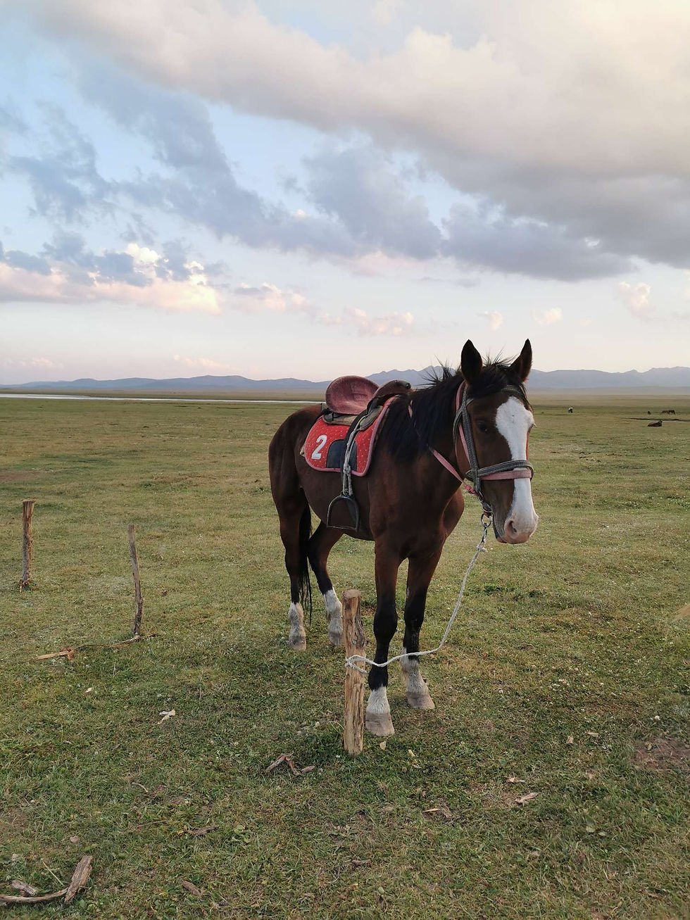 Mon cheval, revenu au calme